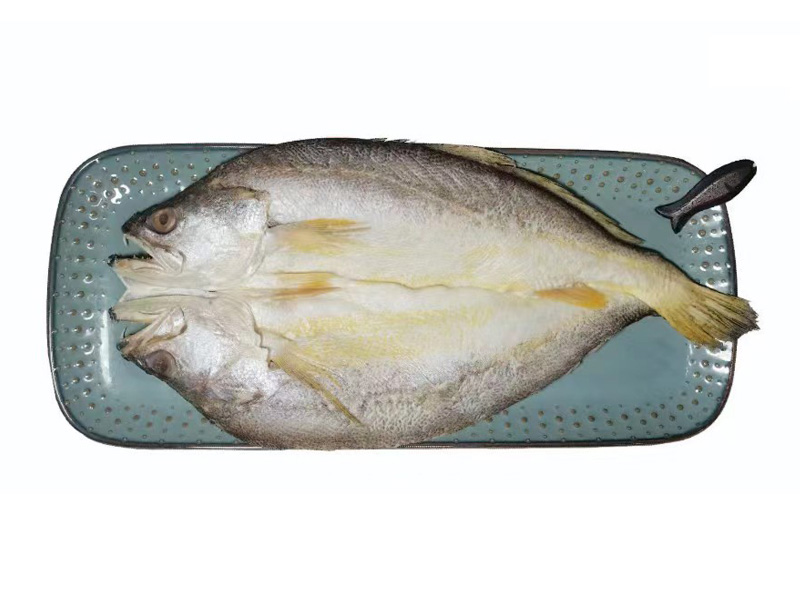 海釣黃魚