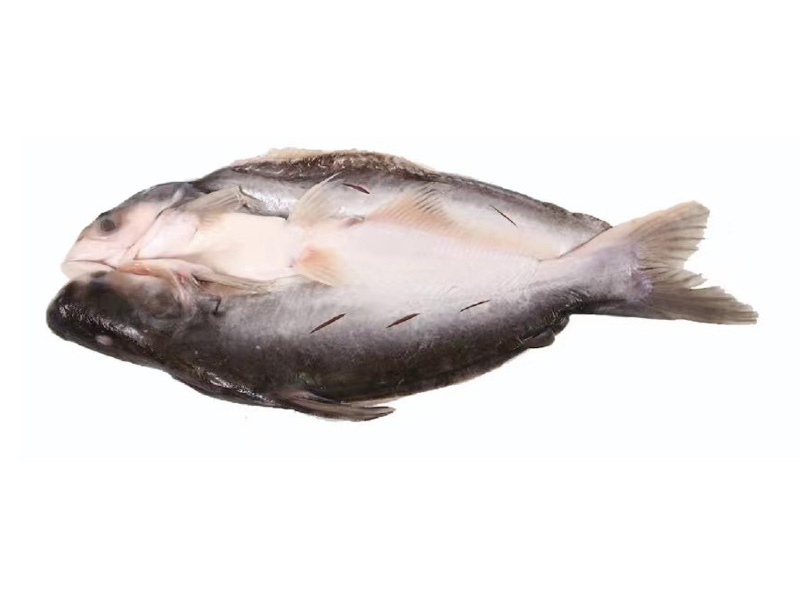 湄公魚