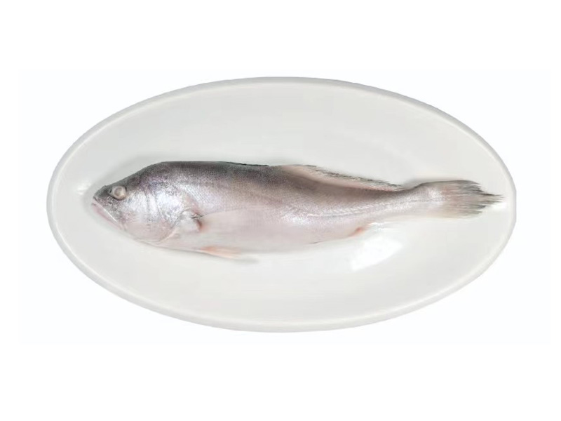 拉菲大黃魚